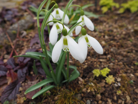 Galanthus ´Armine´
